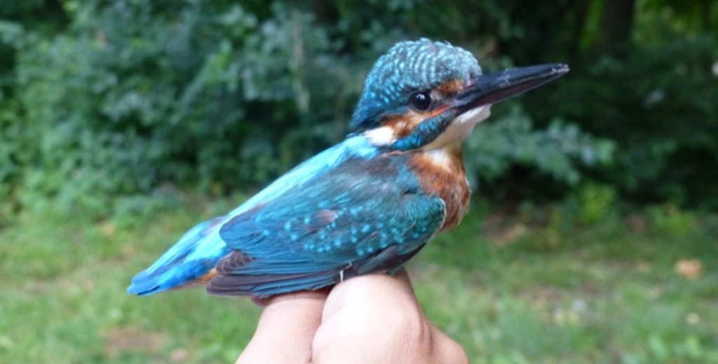 Itinerarios intepretativos guiados y talleres de biodiversidad en campings de navarra